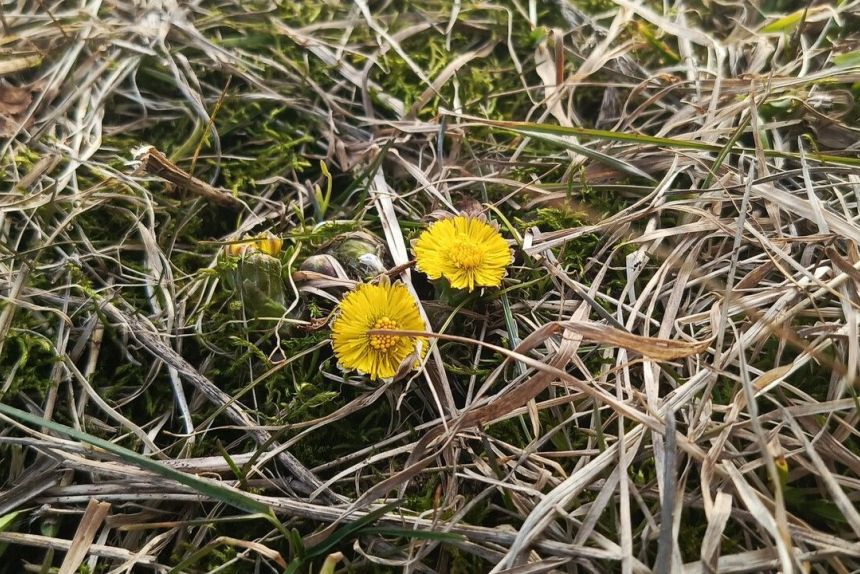 ​До 18 градусов тепла ожидается в Прикамье на этой неделе