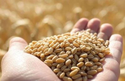 ​Россельхознадзор выявил в Пермском крае более 400 тонн зерна с недостоверной декларацией