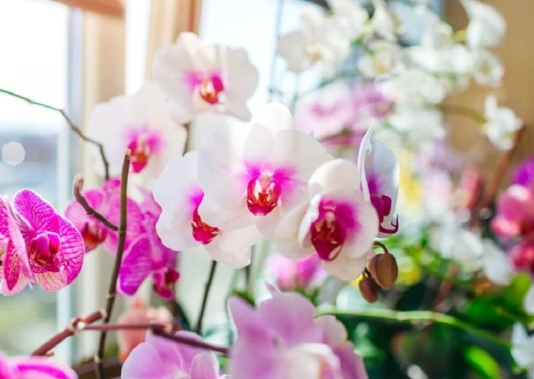 ​Экзоты: почему считается, что орхидеи созданы из облаков