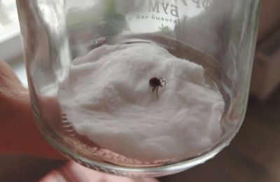 В Прикамье ребенка укусил клещ