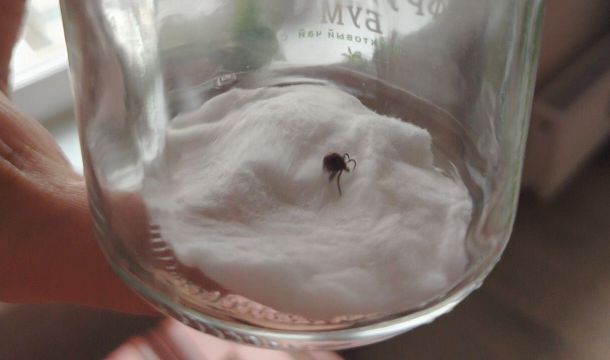 В Прикамье ребенка укусил клещ