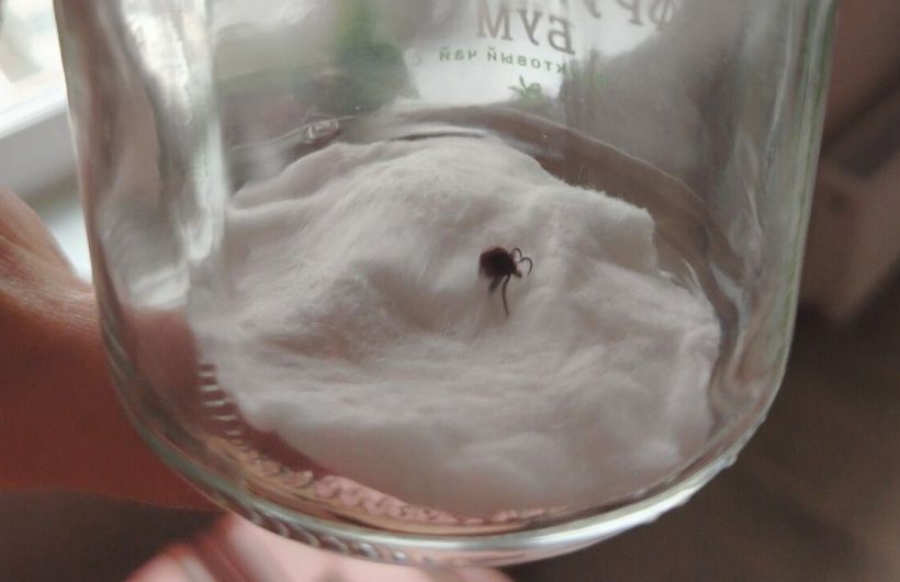 В Прикамье ребенка укусил клещ