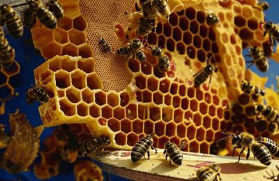 ​Из Прикамья в Монголию отправили более 228 килограммов апифитопродукции