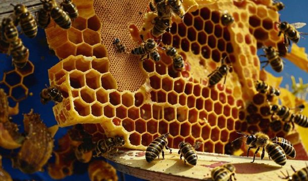 ​Из Прикамья в Монголию отправили более 228 килограммов апифитопродукции