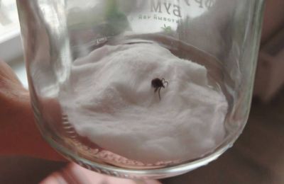 В апреле в Перми начнут обработку городских лесов от клещей