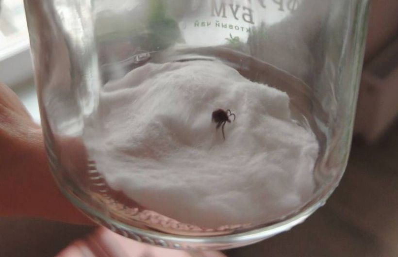 ​В Прикамье поступило 358 тысяч доз вакцины против клещевого энцефалита