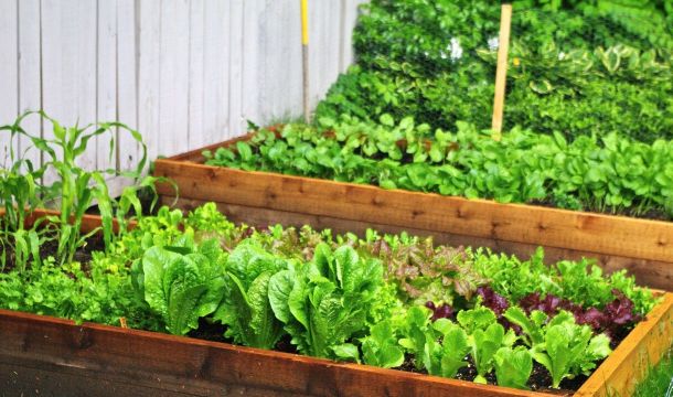 Сколько нужно салата, чтобы удовлетворить суточную подробность в некоторых витаминах