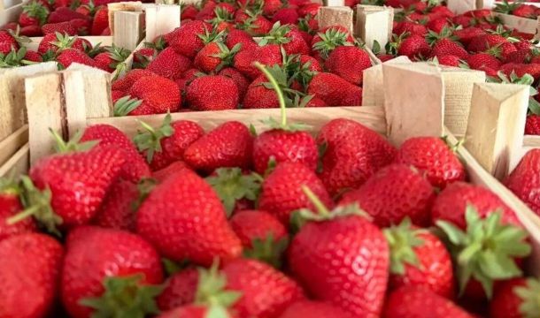 ​В Пермский край ввезли шесть тонн клубники из Киргизии