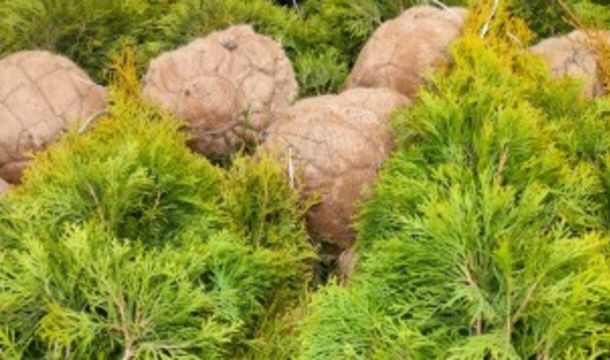 В Прикамье с начала года ввезли более 8,5 тысячи саженцев из Беларуси