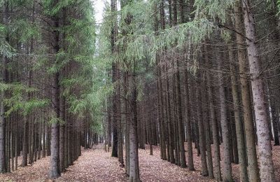 Трое пермяков обвиняются в срубке деревьев ради лыжных трасс