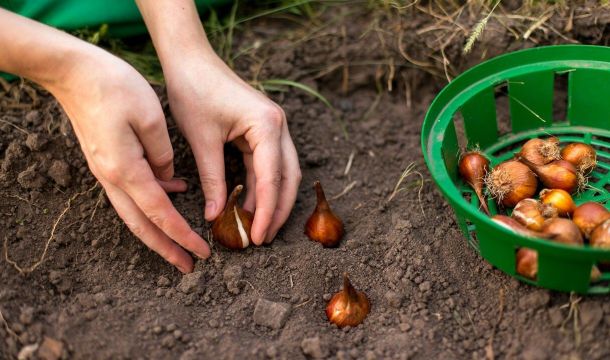 Советы цветоводам: когда пора высаживать луковичные