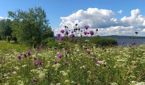 ​В Пермском крае выставят на торги семь сельхозучастков, изъятых за нецелевое использование