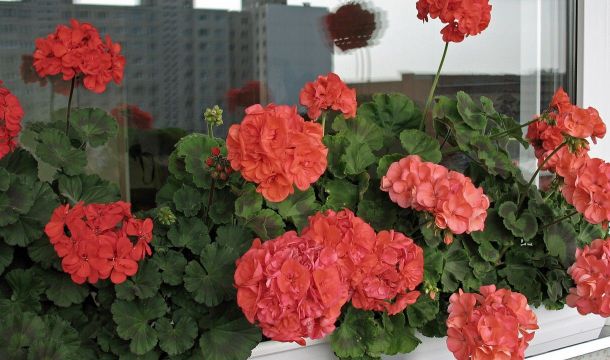 Как пеларгония из символа мещанства стала народным цветком