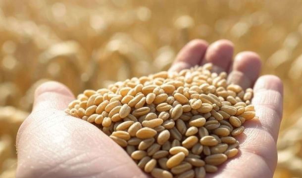 ​Из Пермского края в Киргизию экспортировали более 700 тонн пшеничных отрубей 