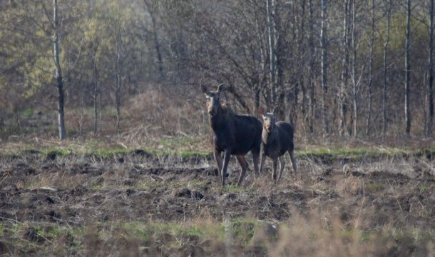 Домовые воробьи исчезают, бакланы и бобры осваивают город: реальная фауна Перми