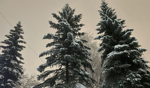 В Перми началась обработка хвойных деревьев специальным составом