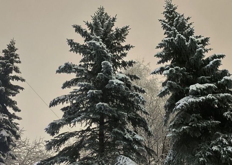 В Перми началась обработка хвойных деревьев специальным составом