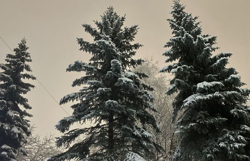 В Перми началась обработка хвойных деревьев специальным составом