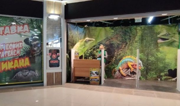 ​Пермского предпринимателя оштрафовали за показ пауков без лицензии и ветеринарных документов