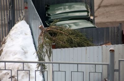 Куда можно отнести ставшую ненужной новогоднюю ель