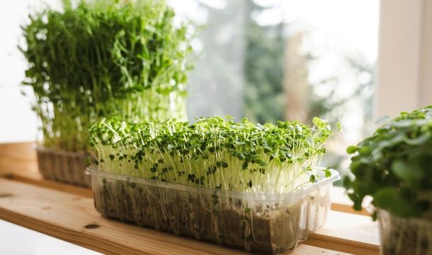 Вырастить витаминную микрозелень может даже новичок в огородных делах