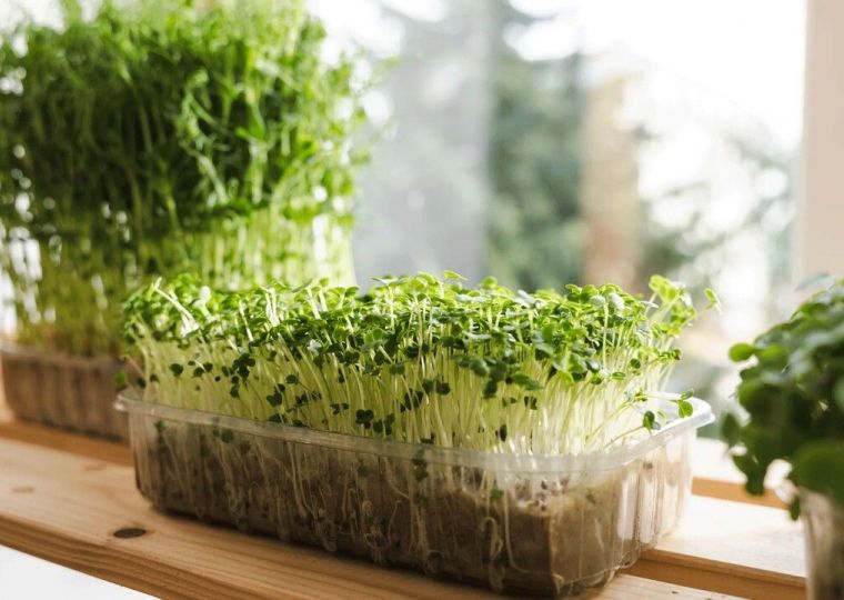 Вырастить витаминную микрозелень может даже новичок в огородных делах
